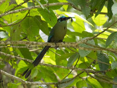 Andean Motmot / Hooglandmotmot / Momotus aequatorialis