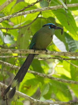 Andean Motmot / Hooglandmotmot / Momotus aequatorialis