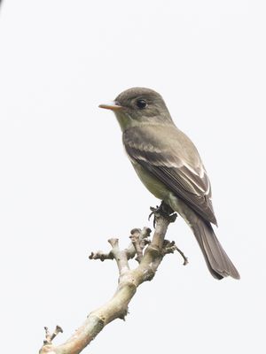 Northern Tropical Pewee / Noordelijke Spix’ Piewie / Contopus bogotensis