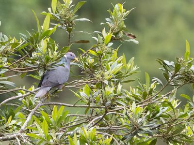 Band-tailed Pigeon / Bandstaartduif / Patagioenas fasciata