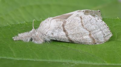 Meriansborstel / Pale Tussock / Calliteara pudibunda