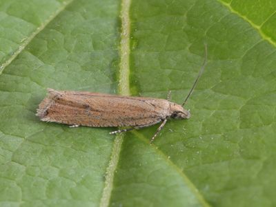 Gewone biesbladroller / Bactra lancealana