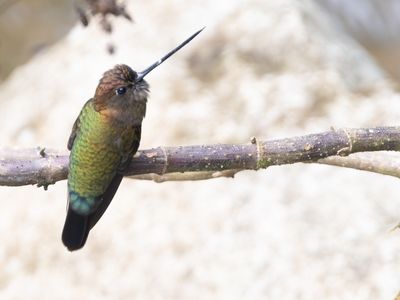 Green-fronted Lancebill / Groenvoorhoofdlancetkolibrie / Doryfera ludovicae