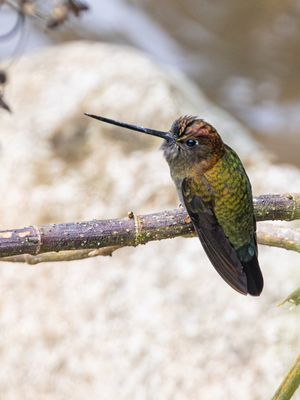 Green-fronted Lancebill / Groenvoorhoofdlancetkolibrie / Doryfera ludovicae