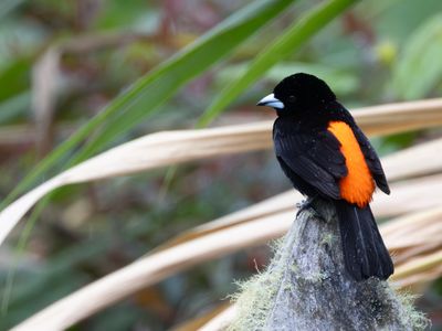 Flame-rumped Tanager / Vuurrugtangare / Ramphocelus flammigerus