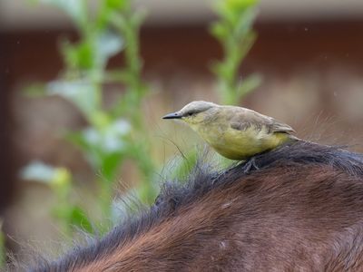 Cattle Tyrant / Veetiran / Machetornis rixosa