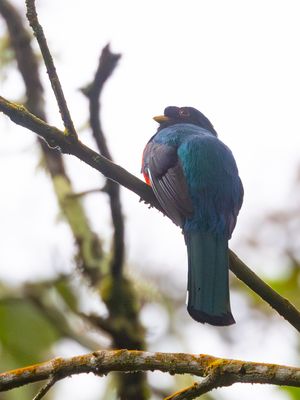 Masked Trogon / Maskertrogon / Trogon personatus