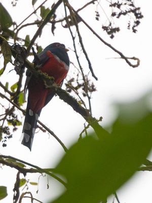 Masked Trogon / Maskertrogon / Trogon personatus