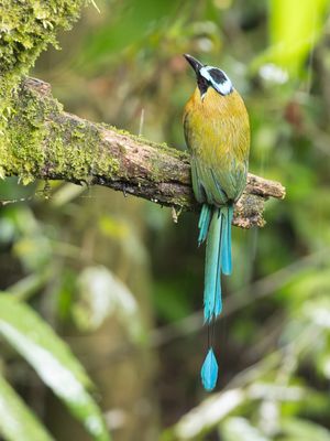 Andean Motmot / Hooglandmotmot / Momotus aequatorialis