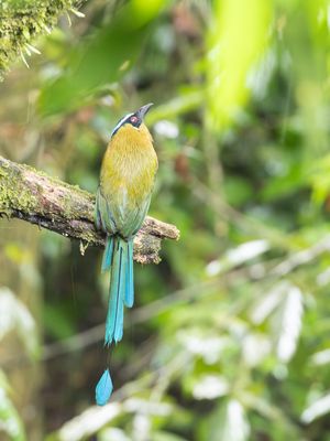 Andean Motmot / Hooglandmotmot / Momotus aequatorialis