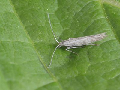 Vroege veldbieskokermot / Coleophora otidipennella