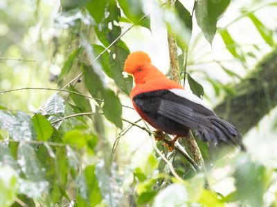 Andea Cock-of-rock / Rode Rotshaan / Rupicola peruvianus