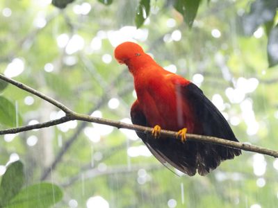 Andea Cock-of-rock / Rode Rotshaan / Rupicola peruvianus