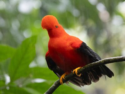 Andea Cock-of-rock / Rode Rotshaan / Rupicola peruvianus
