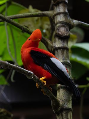 Andea Cock-of-rock / Rode Rotshaan / Rupicola peruvianus