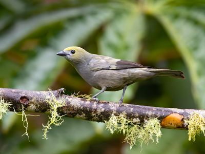 Palm Tanager / Palmtangare / Thraupis palmarum