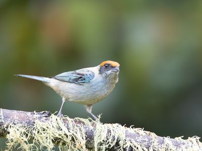 Scrub Tanager / Roodkruintangare / Stilpnia vitriolina