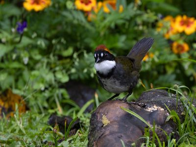 Chestnut-capped Brushfinch / Bruinkapstruikgors / Arremon brunneinucha