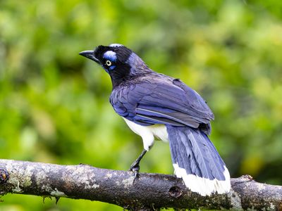 Jays, Crows & Starlings / Gaaien, Kraaien & Spreeuwen