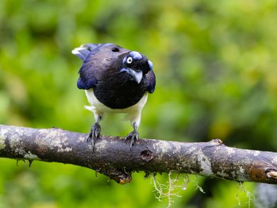 Black-chested Jay / Zwartborstgaai / Cyanocorax affinis