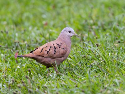 Ruddy Ground-dove / Steenduif / Columbina talpacoti