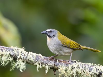 Buff-throated Saltator / Bontkeelsaltator / Saltator maximus