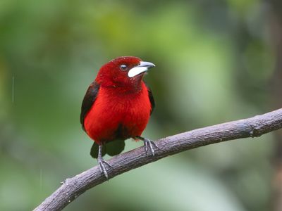 Crimson-backed Tanager / Roodbuiktangare / Ramphocelus dimidiatus