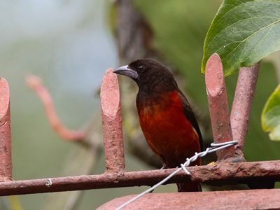 Crimson-backed Tanager / Roodbuiktangare / Ramphocelus dimidiatus