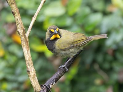 Yellow-faced Grassquit / Grote Cubavink / Tiaris olivaceus