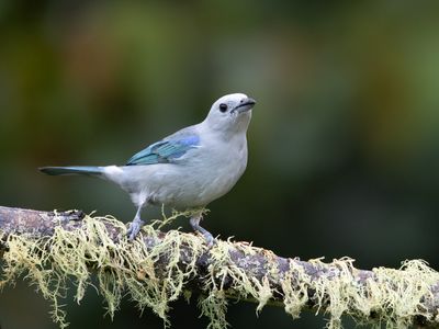 Blue-gray Tanager / Bisschopstangare / Thraupis episcopus