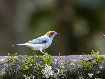 Scrub Tanager / Roodkruintangare / Stilpnia vitriolina