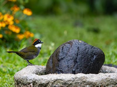 Chestnut-capped Brushfinch / Bruinkapstruikgors / Arremon brunneinucha