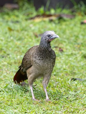 Colombian Chachalaca / Colombiaanse Chachalaca / Ortalis columbiana