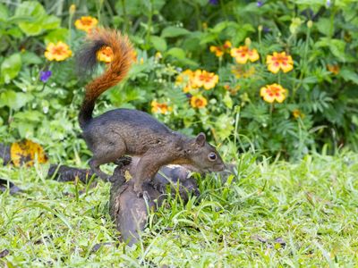 Roodstaartboomeekhoorn / Red-tailed Squirrel / Sciurus granatensis