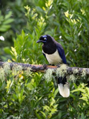 Black-chested Jay / Zwartborstgaai / Cyanocorax affinis
