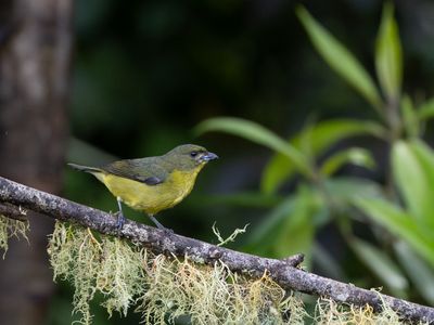 Thick-billed Euphonia / Dikbekorganist  / Euphonia laniirostris
