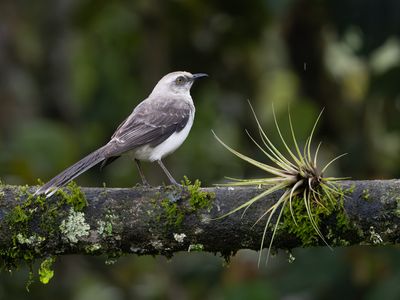 Tropical Mockingbird / Tropische spotlijster / Mimus gilvus