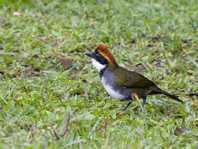 Chestnut-capped Brushfinch / Bruinkapstruikgors / Arremon brunneinucha