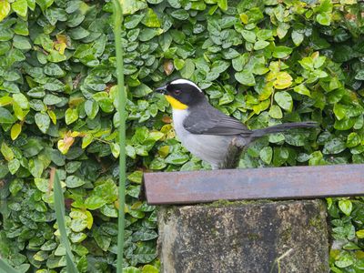 White-naped Brush-Finch / Witnekstruikgors /Atlapetes albinucha