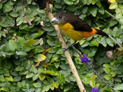 Flame-rumped Tanager / Vuurrugtangare / Ramphocelus flammigerus
