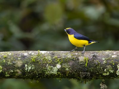 Thick-billed Euphonia / Dikbekorganist / Euphonia laniirostris