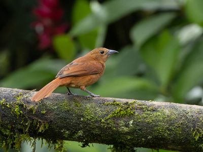 White-lined Tanager / Zwarte tangare / Tachyphonus rufus