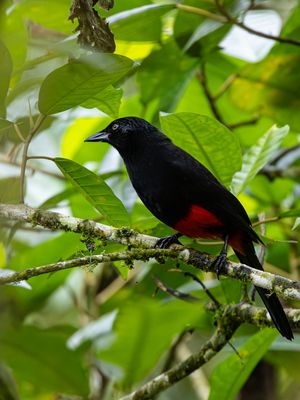 Red-bellied Grackle / Roodbuiktroepiaal / Hypopyrrhus pyrohypogaster