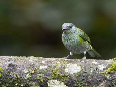 Black-capped Tanager / Heines Tangare / Stilpnia heinei
