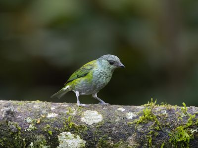 Black-capped Tanager / Heines Tangare / Stilpnia heinei