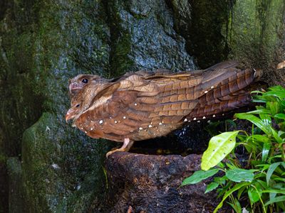 Nighthawks, Nightjars and Oilbird