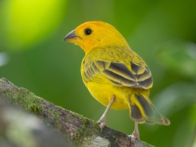 Saffron Finch / Gewone saffraangors / Sicalis flaveola