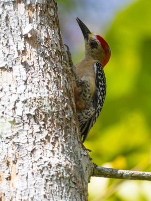 Red-crowned Woodpecker / Roodkruinspecht / Melanerpes rubricapillus