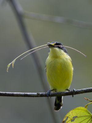 Common Tody-Flycatcher / Geelbuikschoffelsnavel / Todirostrum cinereum