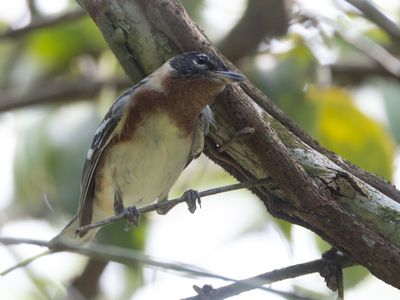 Bay-breasted Warbler / Kastanjezanger / Setophaga castanea